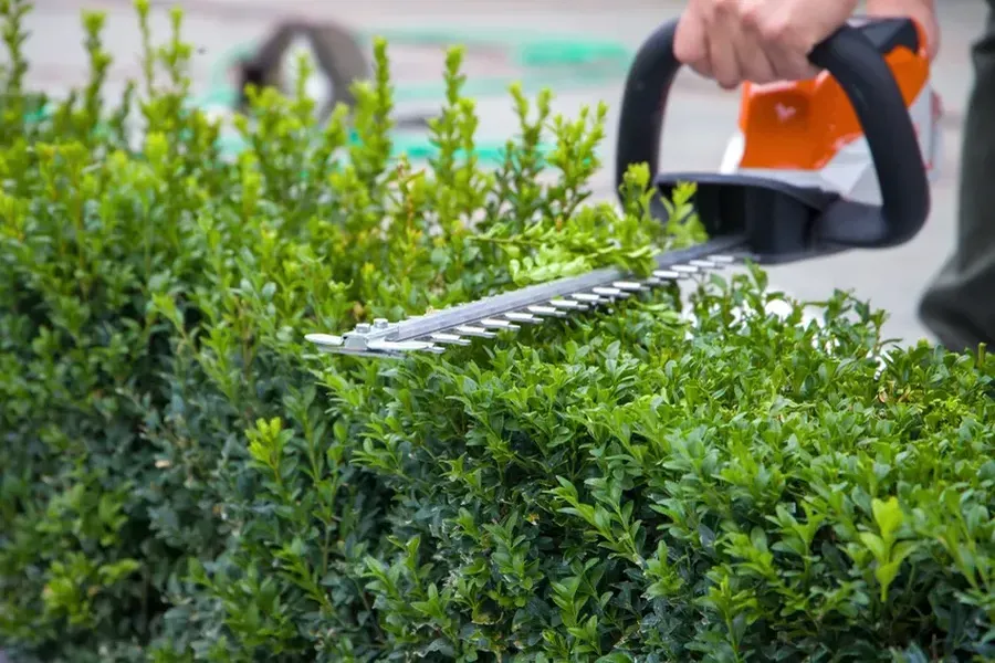 Hedge Trimming Service