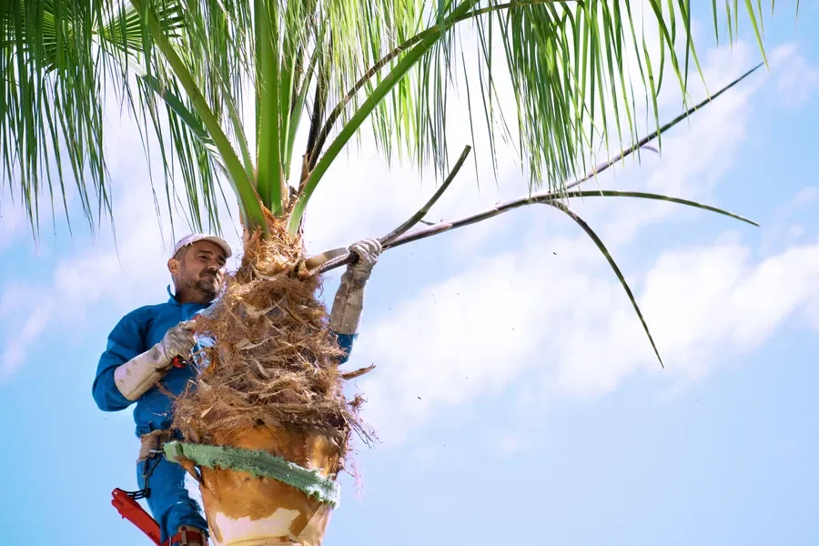 Palm Tree Trimming Service